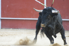 Toro piscine pour mon séminaire à Montpellier | Séminaire | idée séminaire | voyage d'affaires | activité séminaire | Incentive | séminaire festif | collègues | congrès | colloque | meeting | conférence